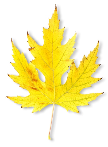 Autumn maple leaf isolated on a white background