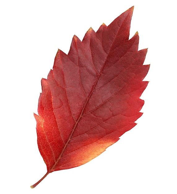 Autumn maple leaf isolated on white background