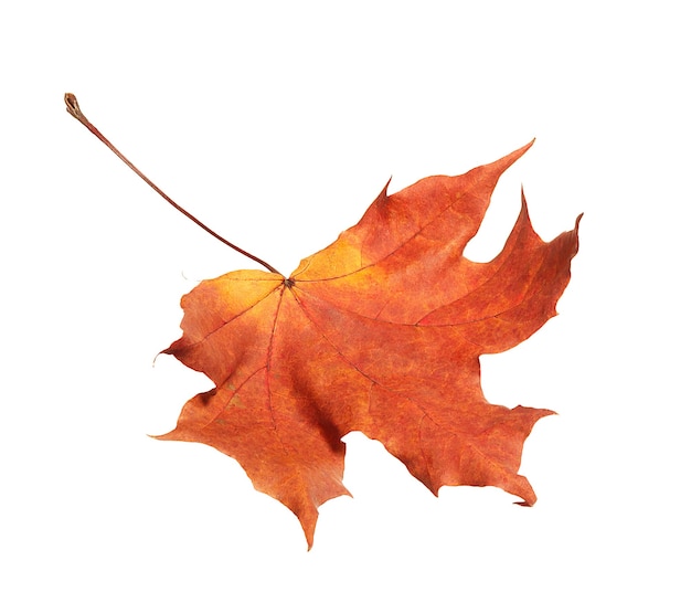 Autumn maple leaf isolated on white background