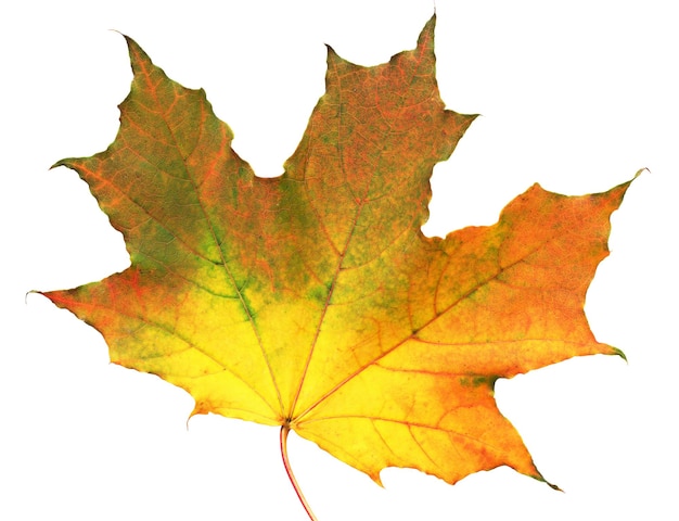 Autumn maple leaf isolated on white background