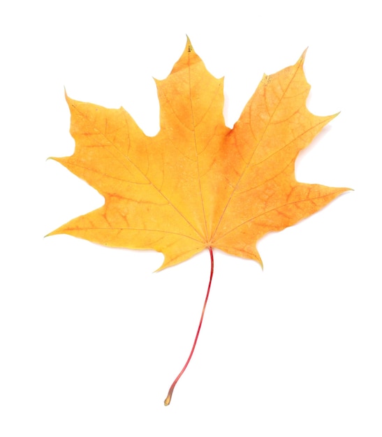 Autumn maple leaf isolated on white background