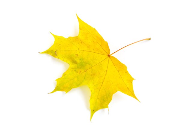 Autumn maple leaf isolated on white background