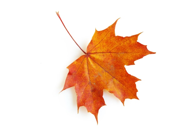 Photo autumn maple leaf isolated on white background