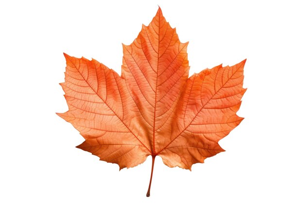 Autumn maple leaf isolated on white transparent Fall season