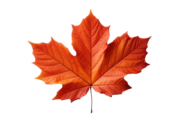 Autumn maple leaf isolated on white transparent Fall season