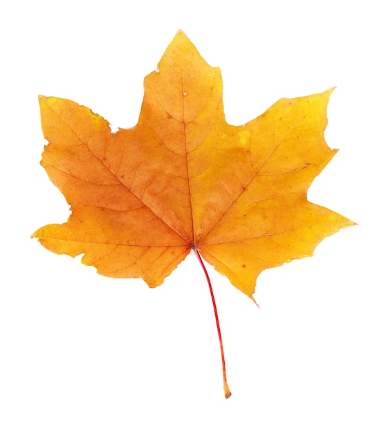 Autumn maple leaf isolated on white