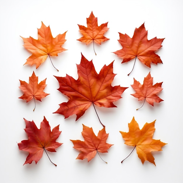 Autumn maple leaf in orange beauty of nature isolated on a white background