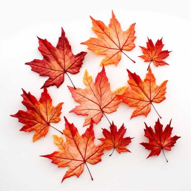 Autumn maple leaf in orange beauty of nature isolated on a white background