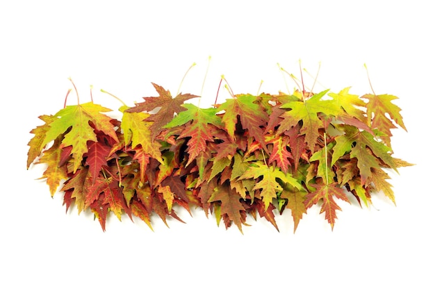 Autumn maple leaf