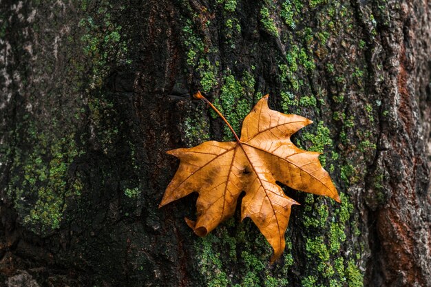 Autumn maple leaf