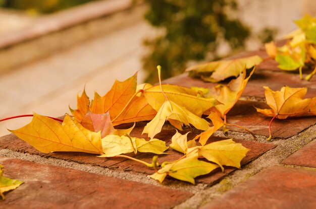 Autumn maple leaf