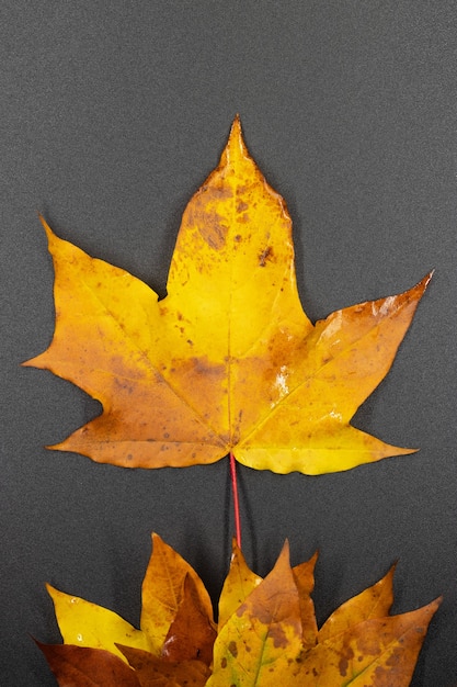 Autumn maple leaves  background photos