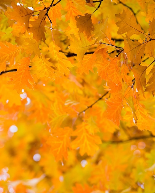 Autumn maple leaves on background