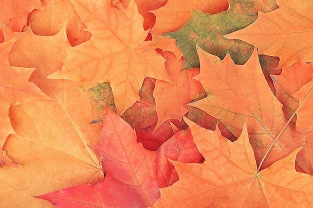 Autumn maple leaves background