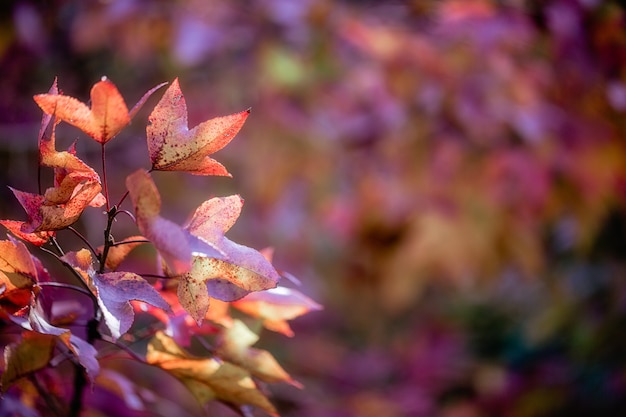 背景をぼかした写真の秋のカエデの葉