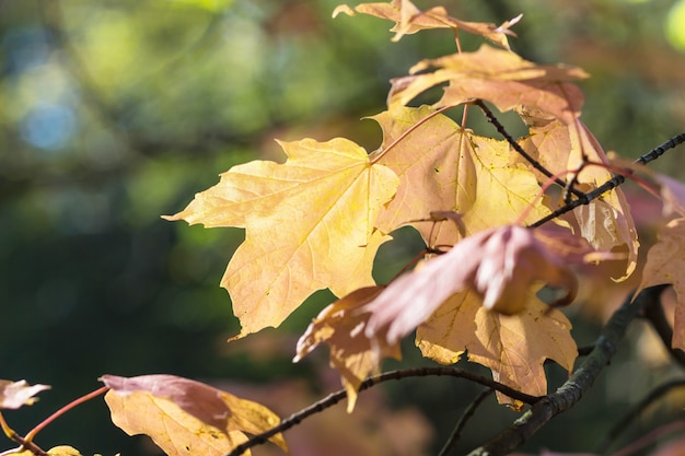 Autumn maple leaves in botanical garden