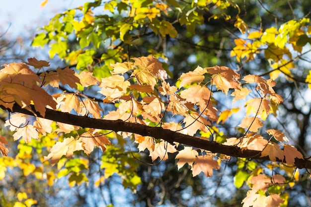 Autumn maple leaves in botanical garden