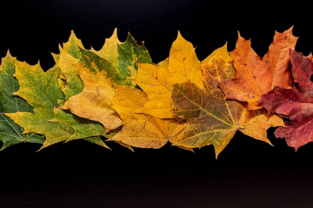 Autumn maple leaves changing colors from green through yellow and orange to red on black background