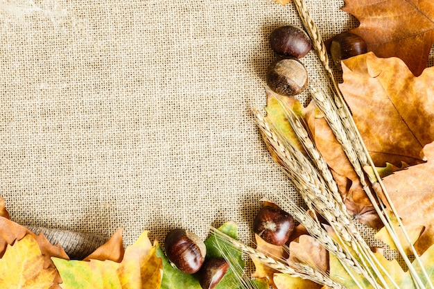 Autumn maple leaves and chestnuts lying on a brown. 