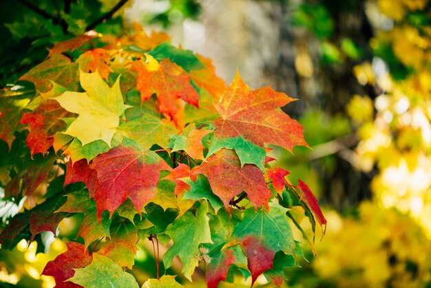 Primo piano delle foglie di acero di autunno. albero di acero colorato su bokeh soleggiato