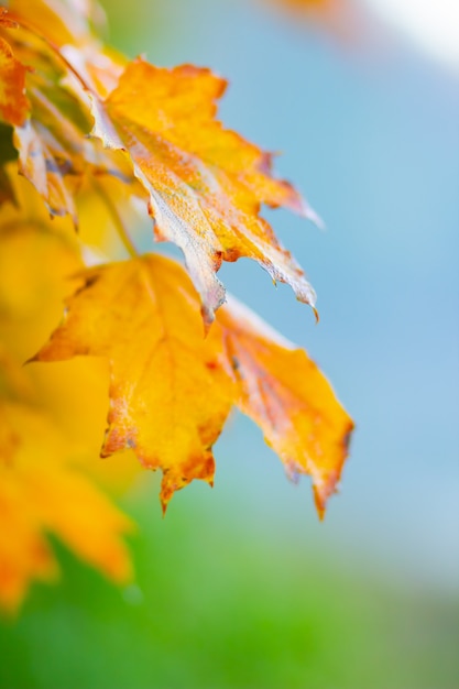 Autumn maple leaves. Colorful autumn maple leaves on a tree branch. Beautiful maple leaves in autumn sunny day. Close-up