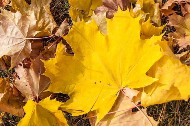 Foglie d'acero autunnali nella foresta. sfondo autunnale