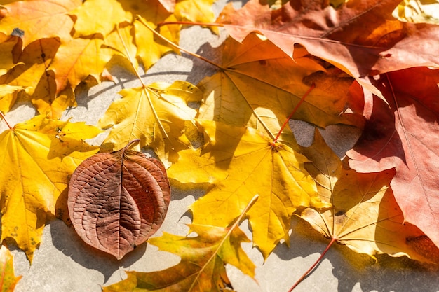 灰色の木製の背景に秋のカエデの葉