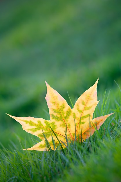 Autumn maple leaves on the ground in the park