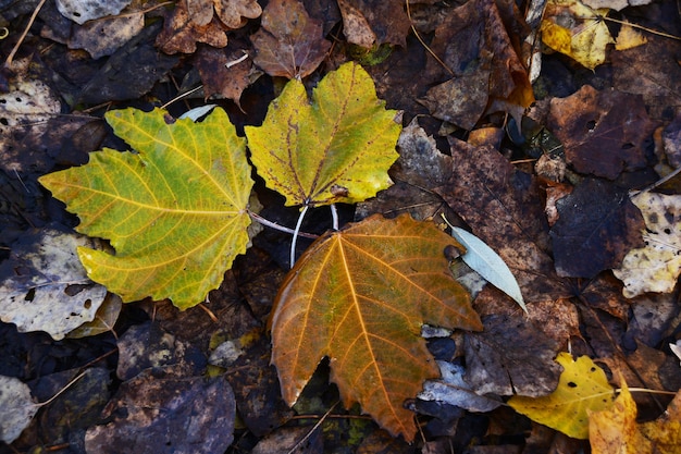 Autumn, maple leaves on the ground. Yellow leaves on the ground against a background of dark dry leaves.