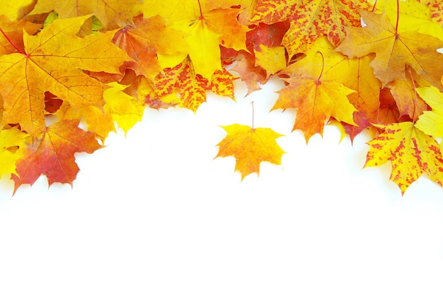 Autumn maple leaves isolated on a white