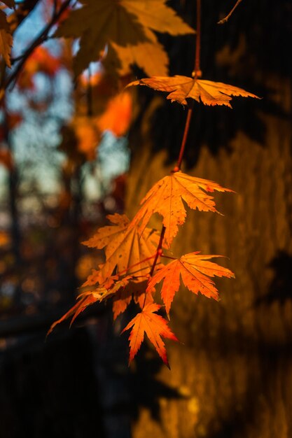 Autumn maple leaves of orange color on a tree branch