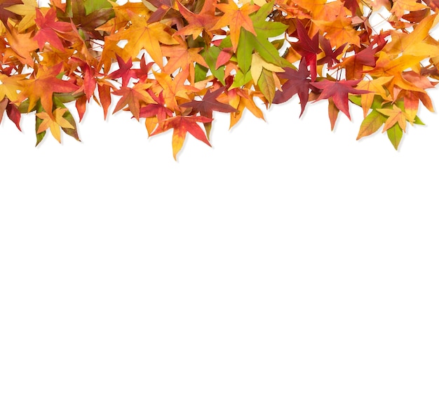 Autumn maple leaves red green yellow isolated