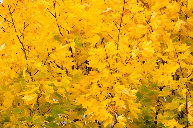 autumn maple leaves on tree branches, yellow crown