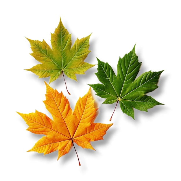 autumn maple leaves on white background