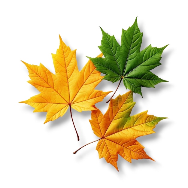 autumn maple leaves on white background