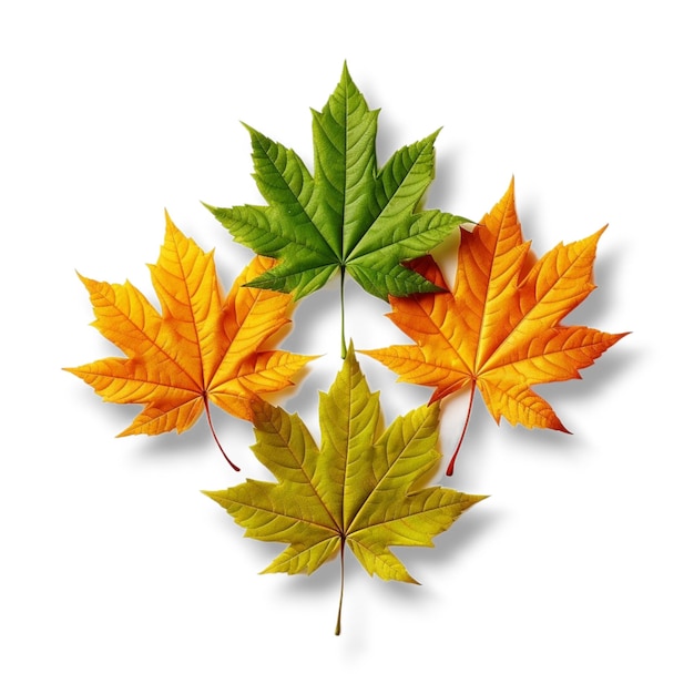 autumn maple leaves on white background