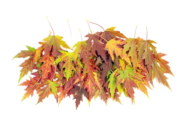 Autumn maple leaves on white