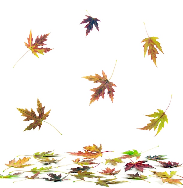 Autumn maple leaves on white
