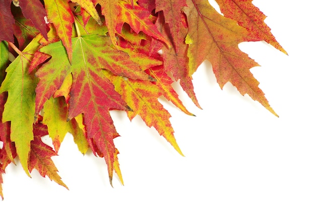 Autumn maple leaves on white