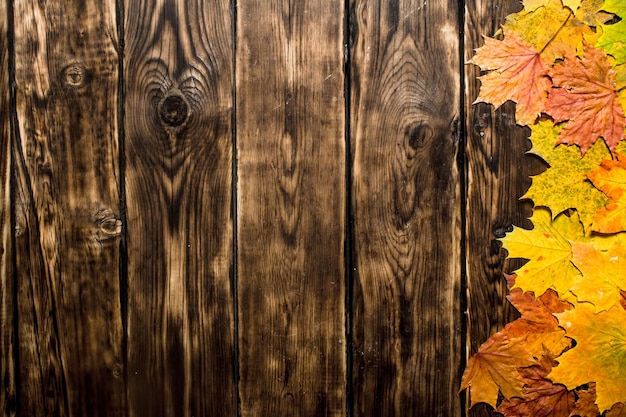 Photo autumn maple leaves. on a wooden background.