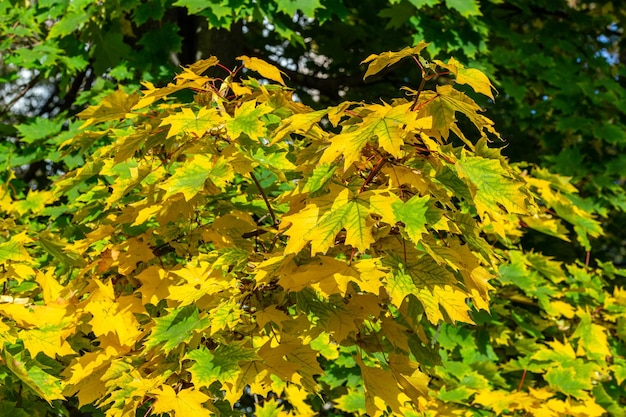 Осенние кленовые листья в желто-зеленых тонах рядом с боке