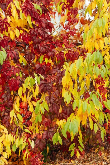 Autumn maple leaves Yelloworange maple leaves in the crown of a tree illuminated by the sun