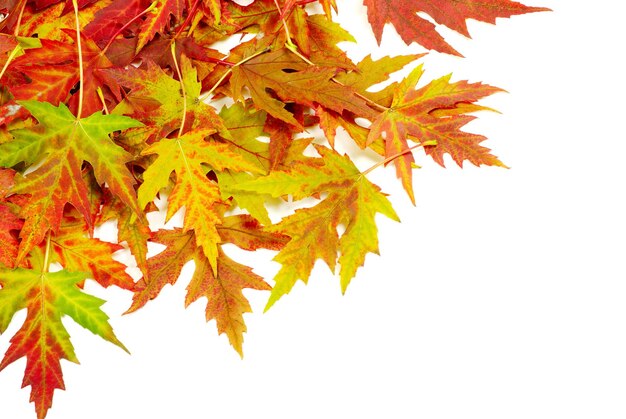 Autumn maple leaves