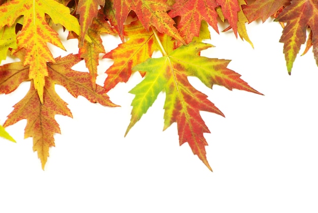 Autumn maple leaves