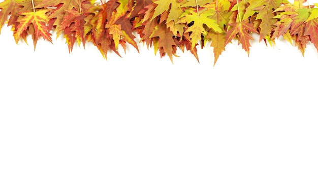 Autumn maple leaves