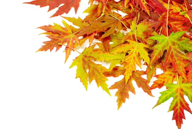 Autumn maple leaves