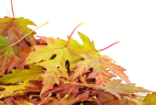 Photo autumn maple leaves