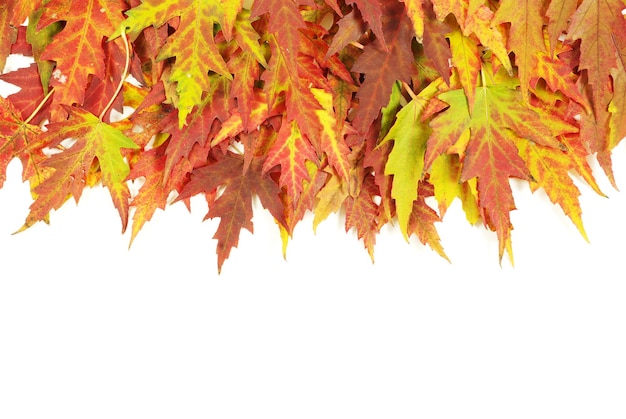 Осенние кленовые листья