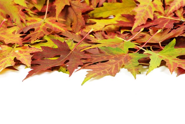 Autumn maple leaves