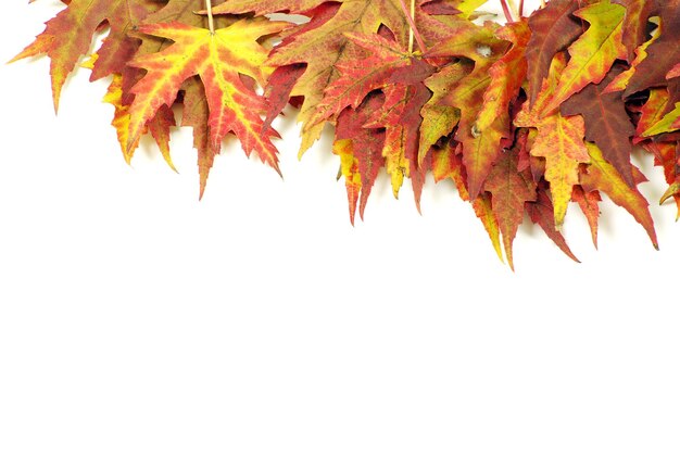 Photo autumn maple leaves